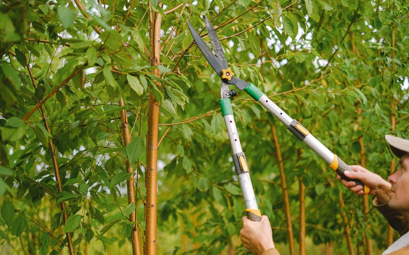 Tree trimming in Metz, WV