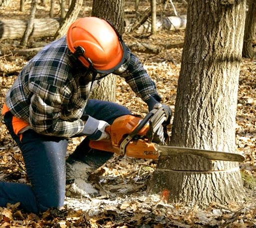 Tree Removal in Metz, WV